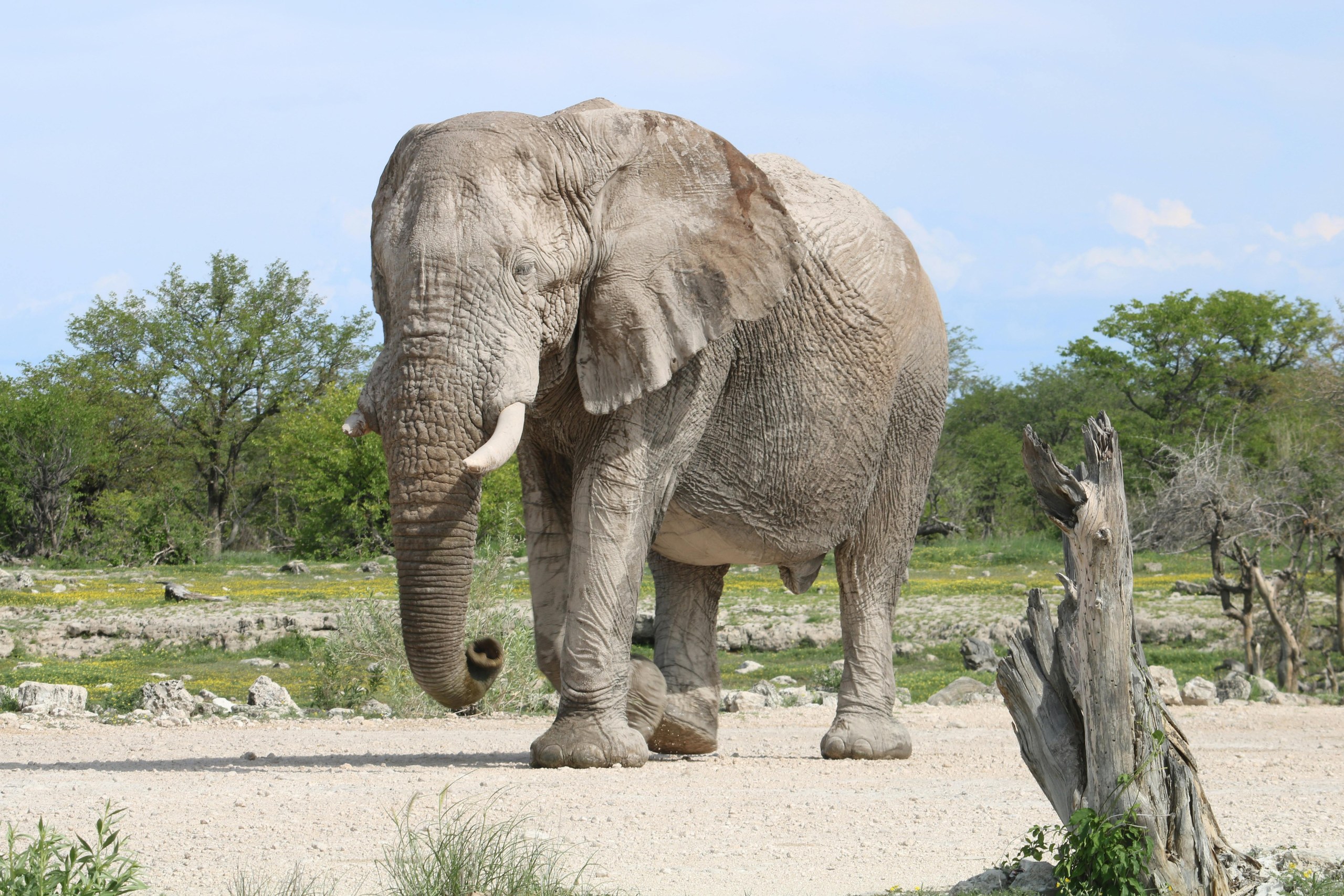 Elefanten in der Ol Pejeta Conservancy